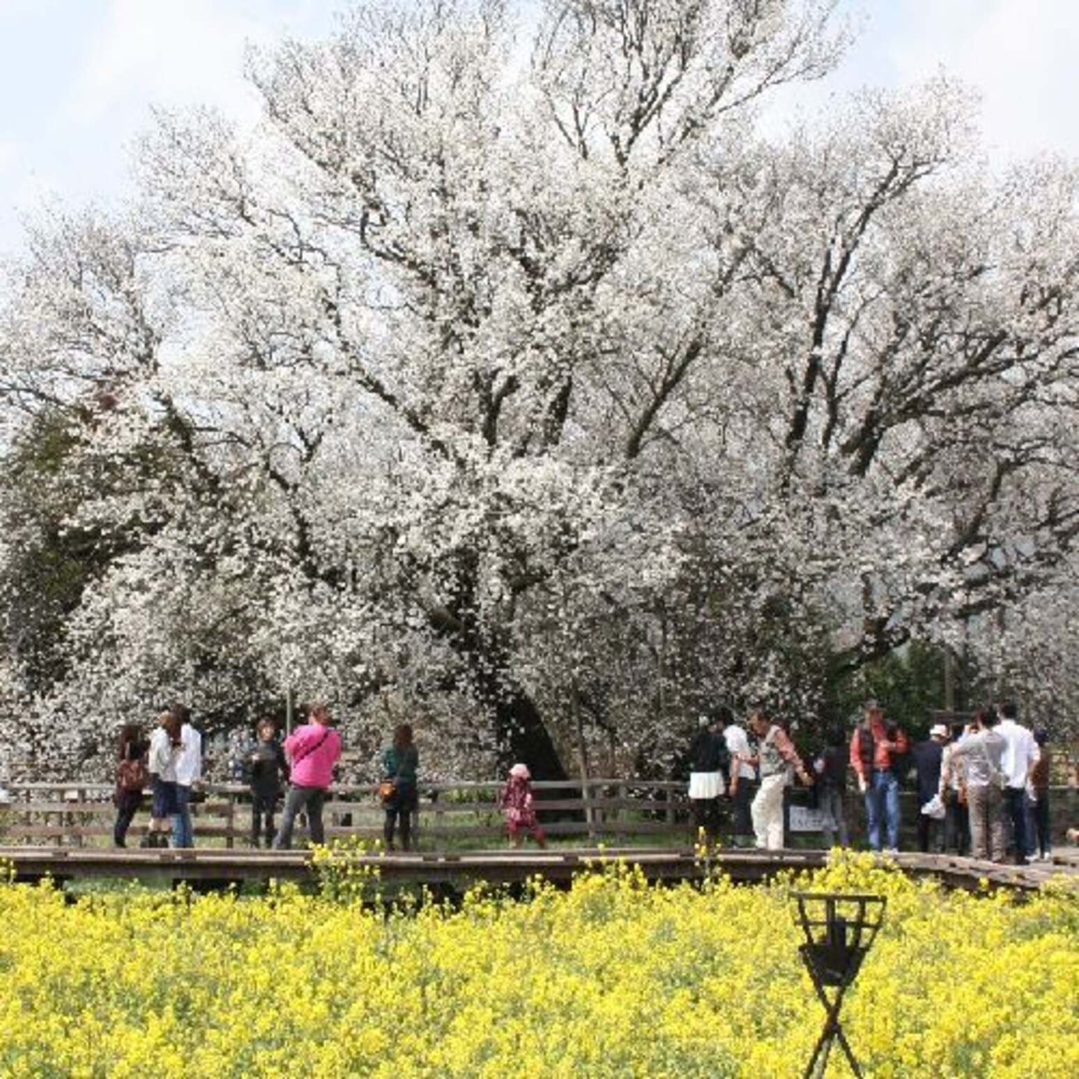 一心行の大桜